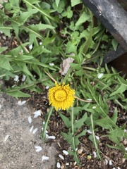 Taraxacum officinale