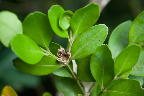 Buxus liukiuensis (Buxus liukiuensis)