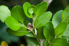 Buxus liukiuensis