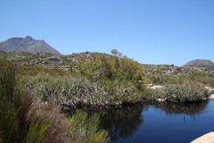 Metrosideros angustifolia