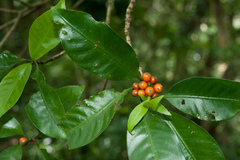 Psychotria cephalophora
