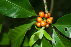 Psychotria cephalophora