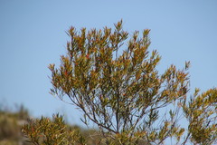 Metrosideros angustifolia