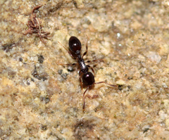 Temnothorax longispinosus