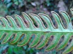 Pteris arisanensis