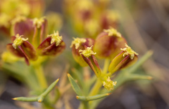 Azorelloideae
