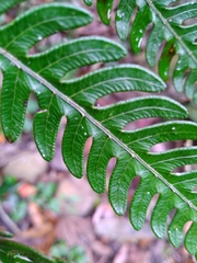 Pteris arisanensis