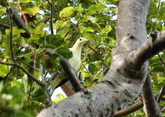 Ducula bicolor