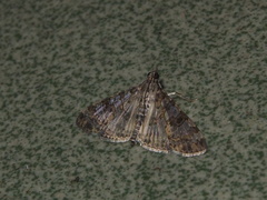 Dysallacta negatalis