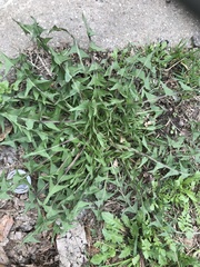 Taraxacum officinale