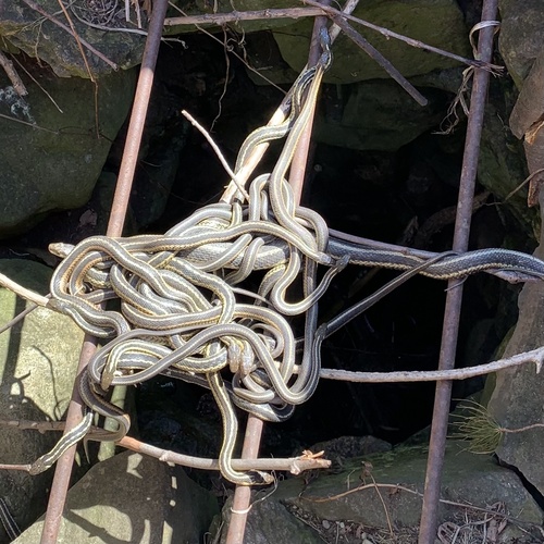 Common Garter Snake photographed in Vermont