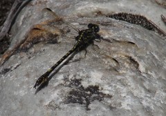 Paragomphus cognatus