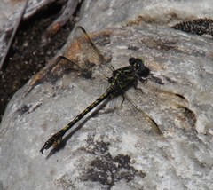 Paragomphus cognatus