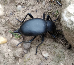 Blaps lusitanica