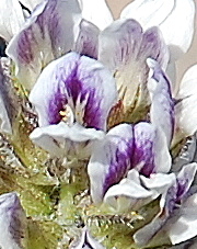 Psoralea sabulosa