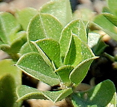 Psoralea sabulosa