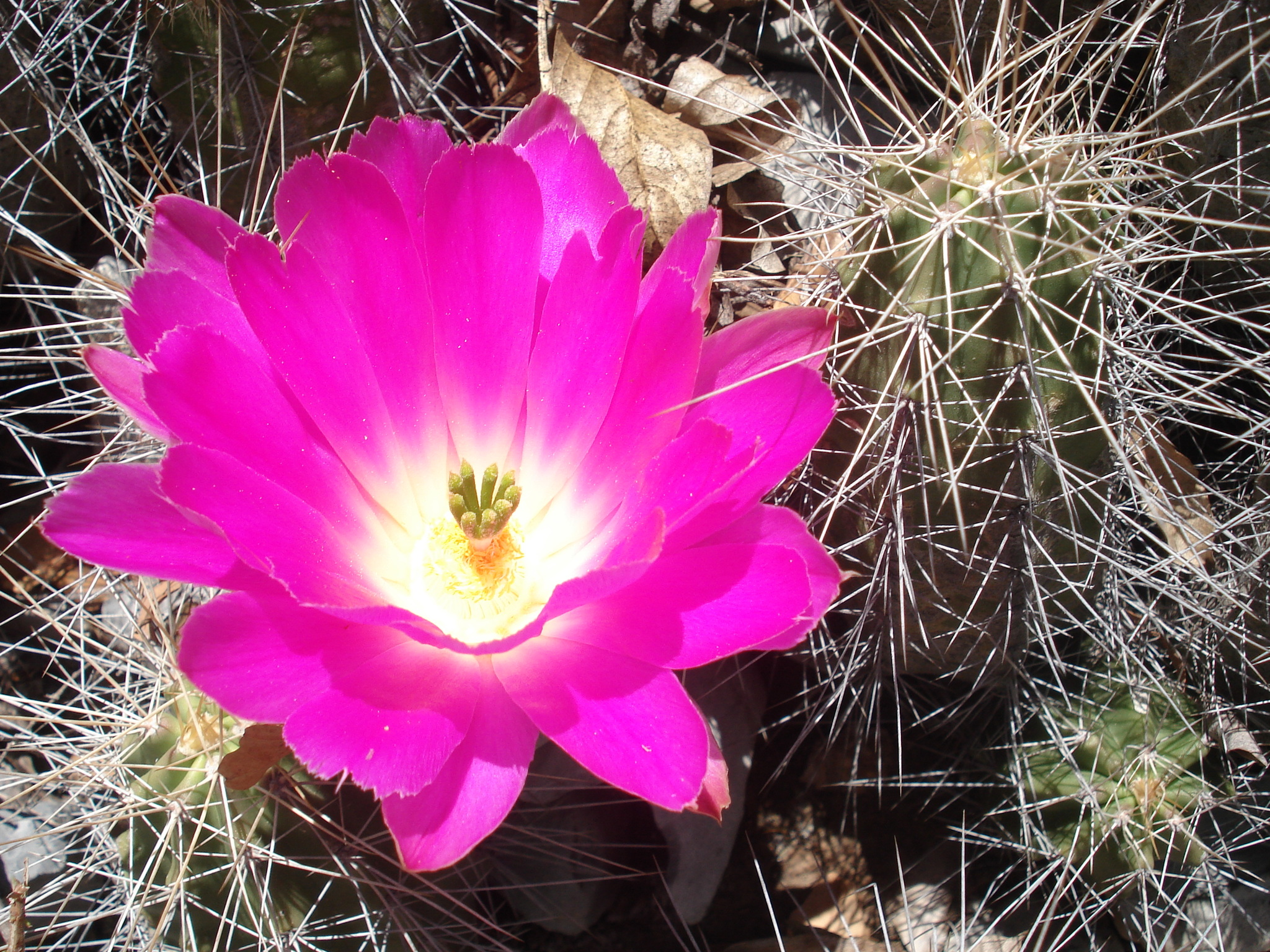 Echinocereus pentalophus ssp. leonensis