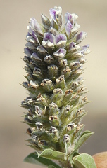 Psoralea sabulosa