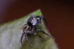 Anasaitis canosa