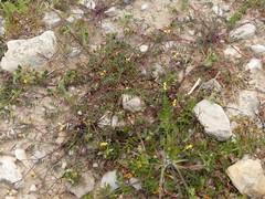 Hippocrepis ciliata