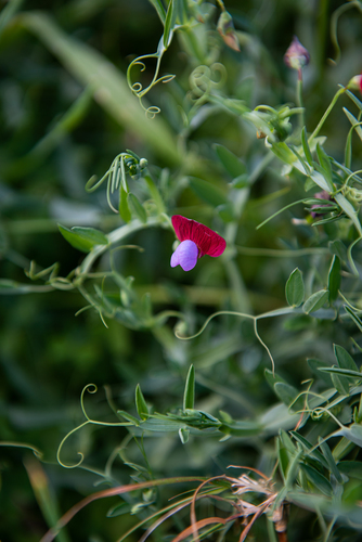 Lathyrus clymenum iNat (2)
