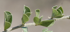 Psoralea sabulosa