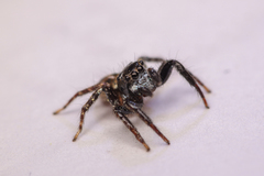 Anasaitis canosa