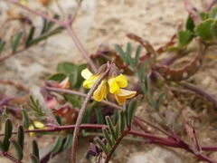 Hippocrepis ciliata