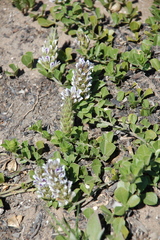 Psoralea sabulosa