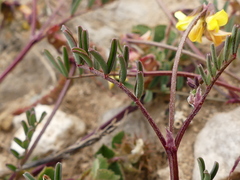 Hippocrepis ciliata