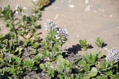 Psoralea sabulosa