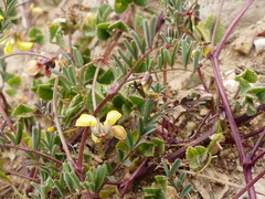 Hippocrepis ciliata