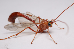 Enicospilus americanus-complex