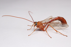 Enicospilus americanus-complex