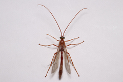 Enicospilus americanus-complex