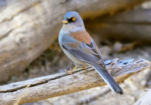 Yellow-eyed Junco