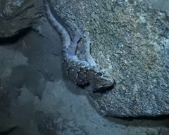 Chondrodactylus turneri