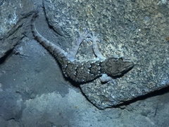 Chondrodactylus turneri