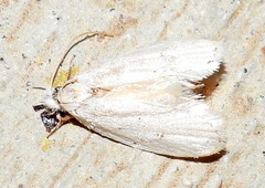 Durrantia piperatella