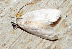 Durrantia piperatella
