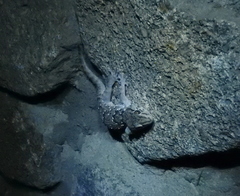 Chondrodactylus turneri