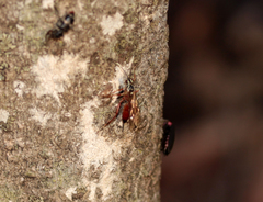 Ischnus inquisitorius