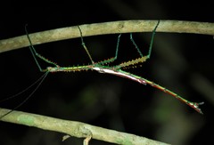 Achrioptera