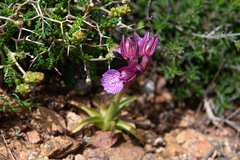 Anacamptis