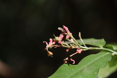 Euphorbia peritropoides