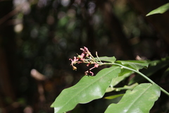 Euphorbia peritropoides