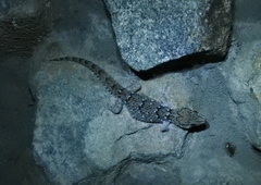 Chondrodactylus turneri
