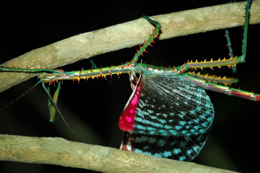 Anareolatae