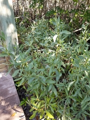 Borrichia frutescens image