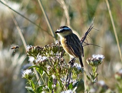 Culicivora caudacuta